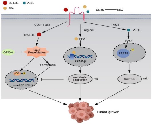 CD36 plays a role in tumor immunity.jpg